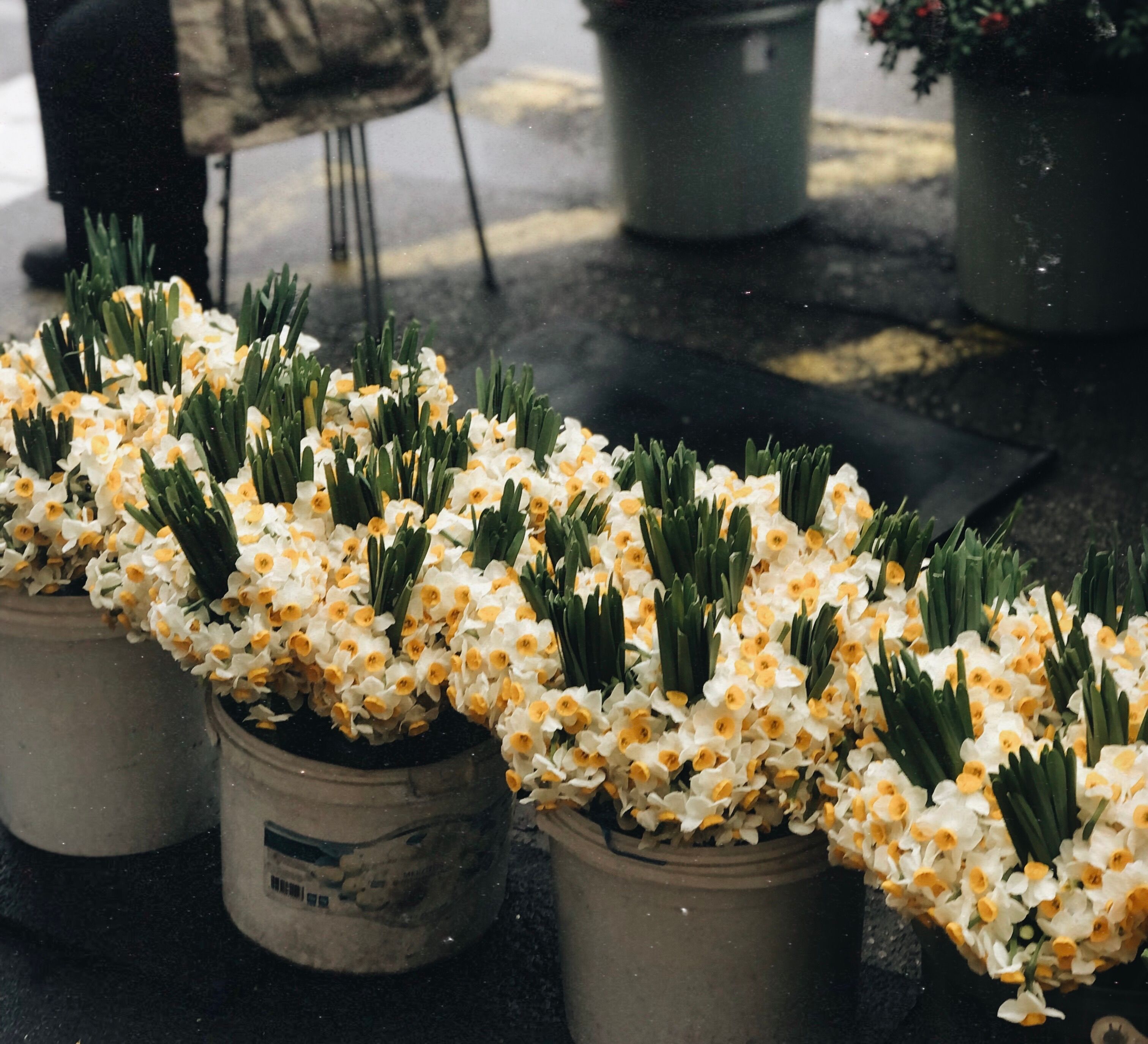 Daffodils Pots