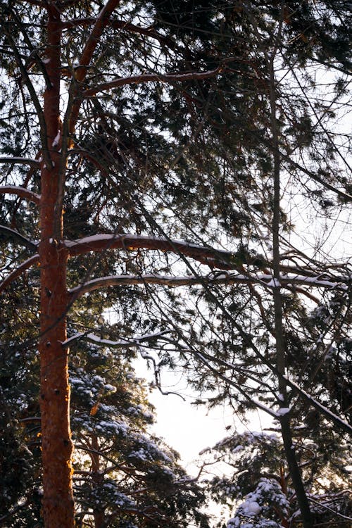 Безкоштовне стокове фото на тему «дерево, зима, зимовий пейзаж»
