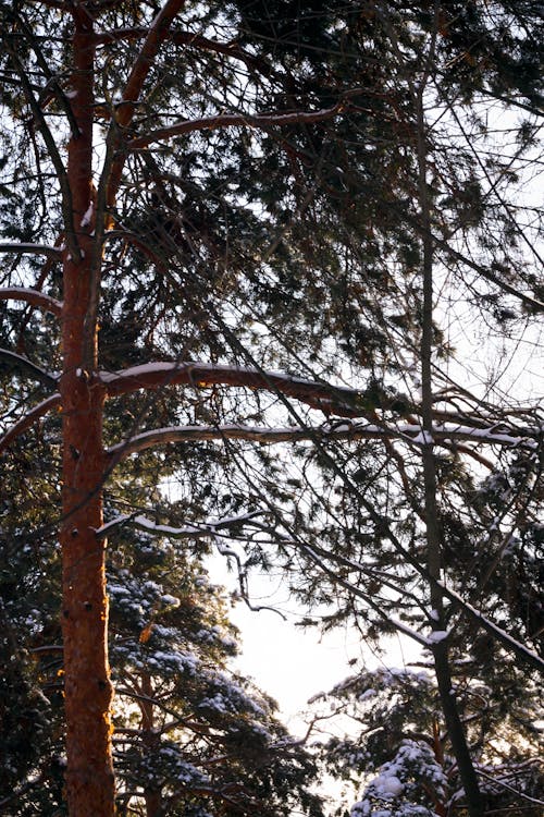 Kostenloses Stock Foto zu baum, schnee, sonnenschein