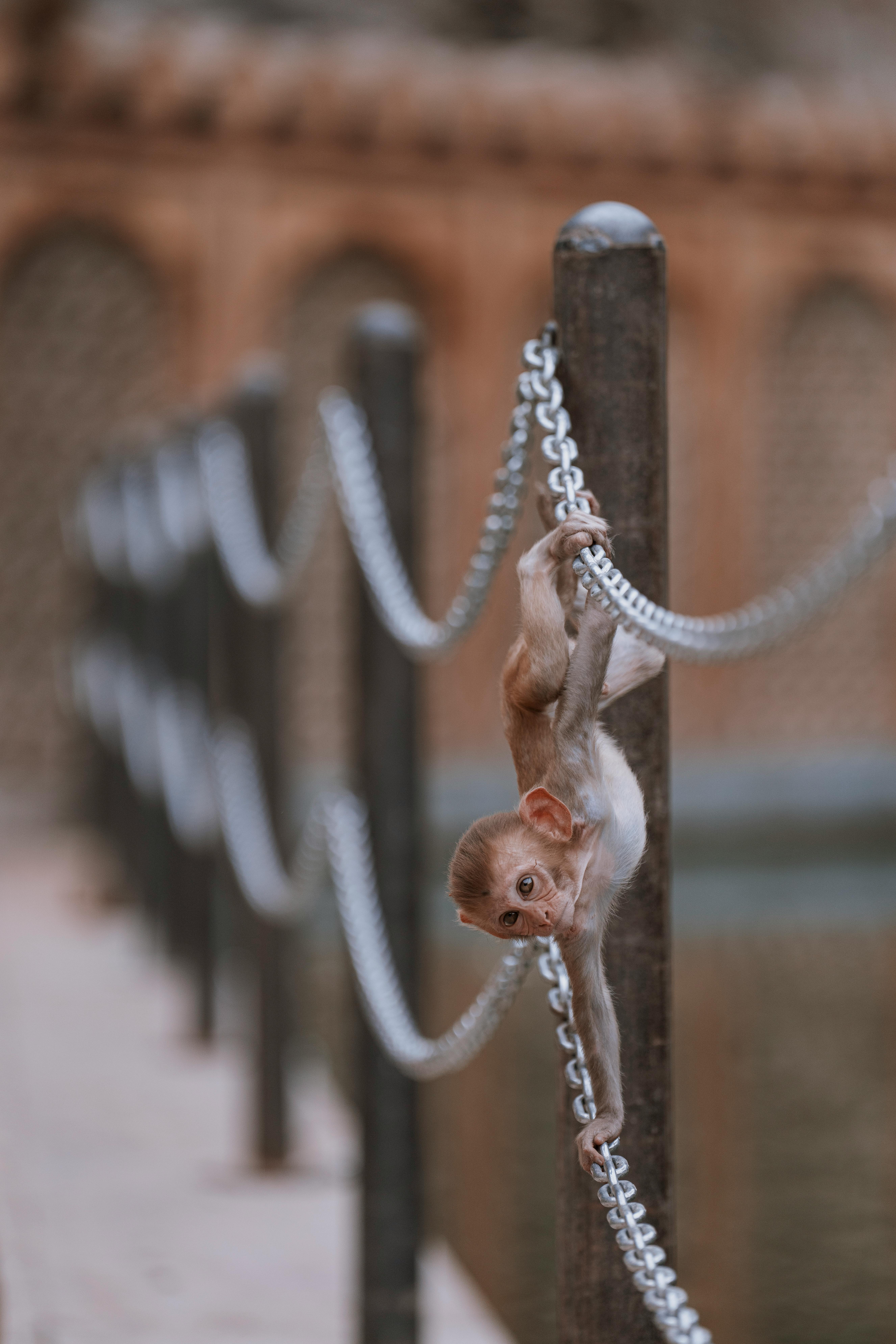 Monkey Snake Photos, Download The BEST Free Monkey Snake Stock Photos ...