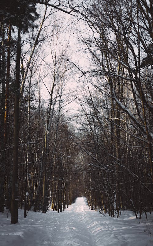 Безкоштовне стокове фото на тему «дерево, дорога, зима»
