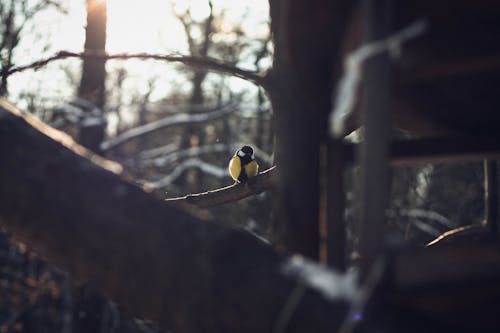 Kostenloses Stock Foto zu sonnenschein, vogelhaus, winter