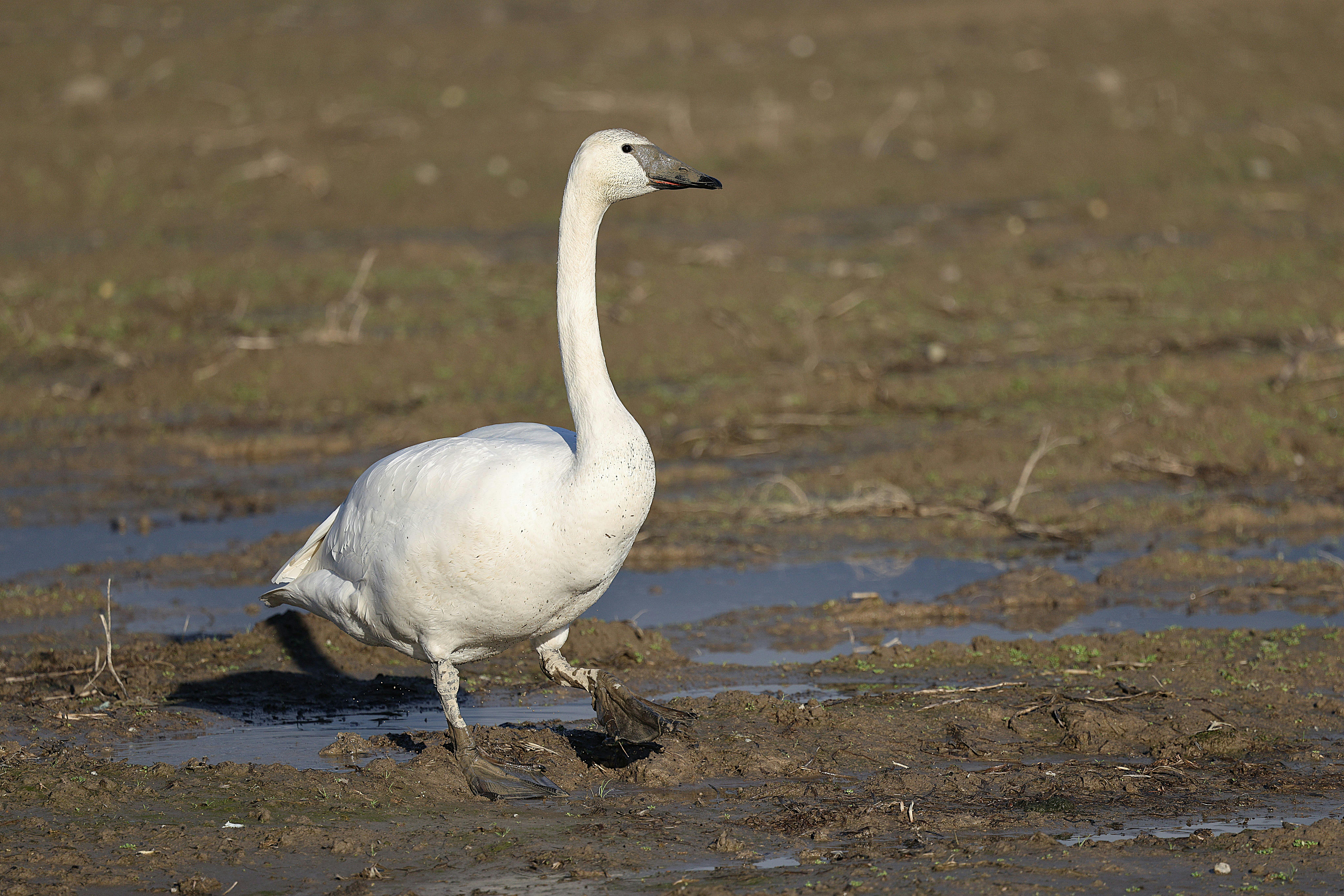 Close-up of a trumpeter swan standing on mud. Captures wildlife in its natural habitat.