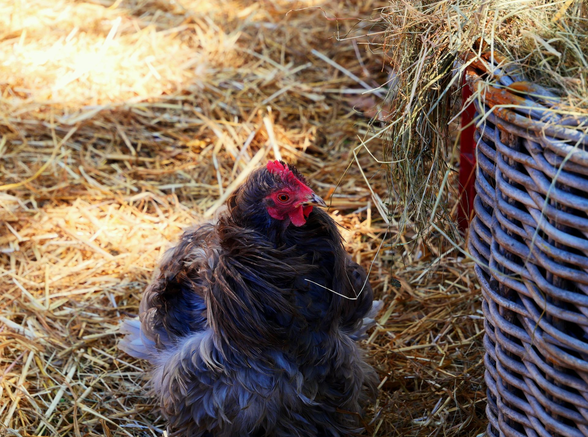 A domestic chicken facing a wicker basket in a sunlit farmyard, surrounded by straw.