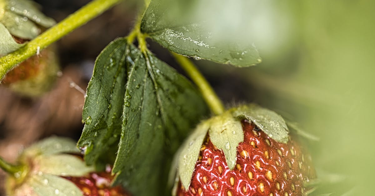 台北食品展 豐味苗栗館 盛大開幕 苗栗縣長盼優質農特產走向國際
