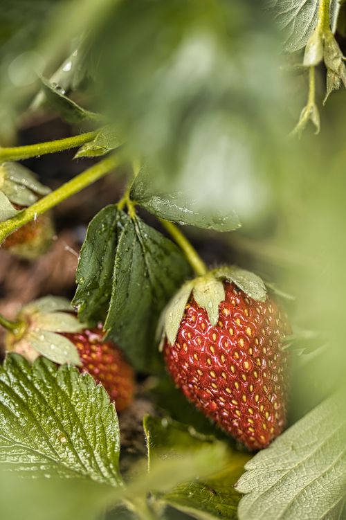 Free Vibrant red strawberries ripening on the plant with lush green leaves in a garden. Stock Photo