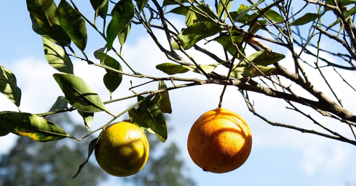 台北食品展 豐味苗栗館 盛大開幕 苗栗縣長盼優質農特產走向國際