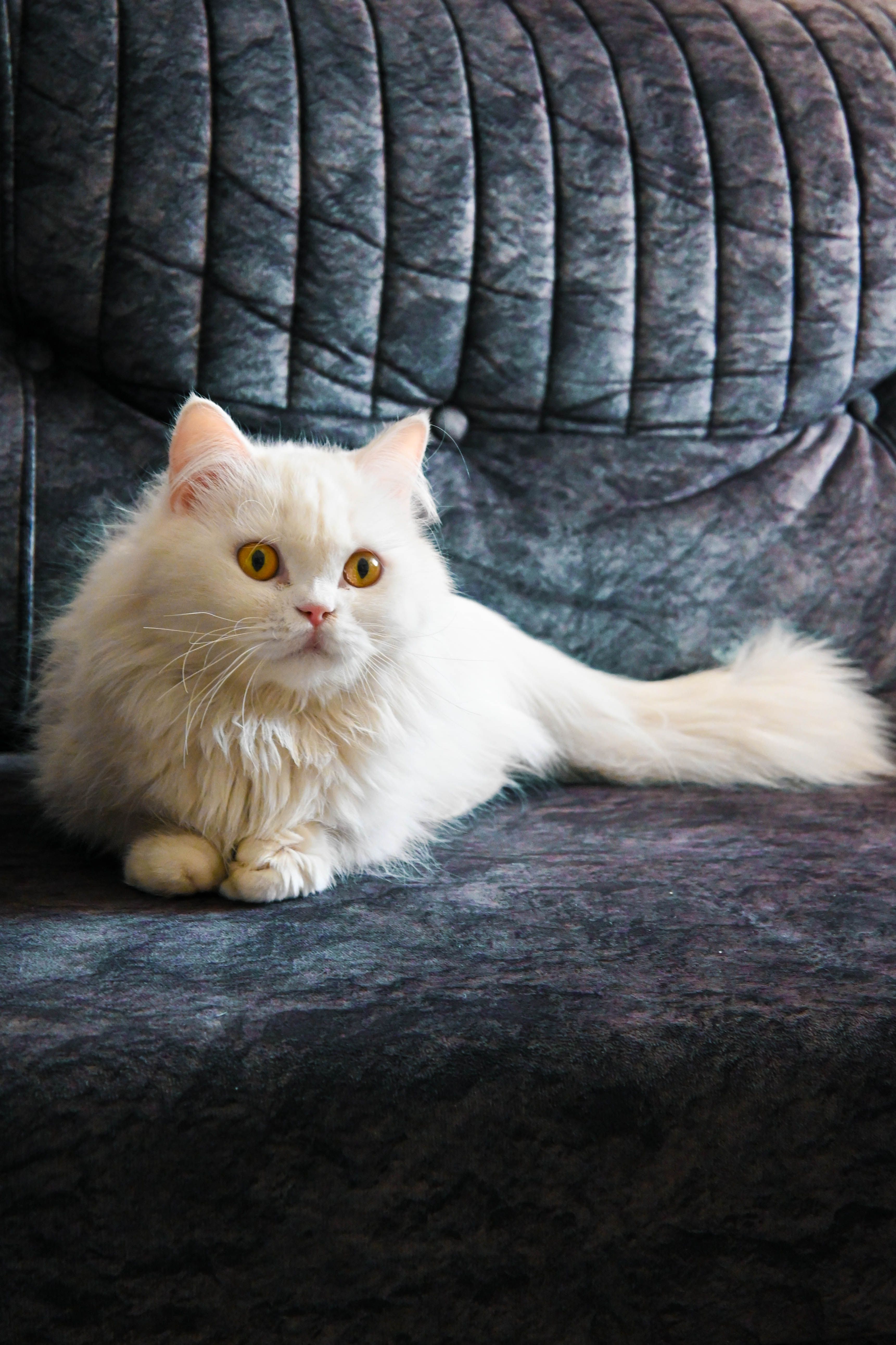 Kitty in a Teacup