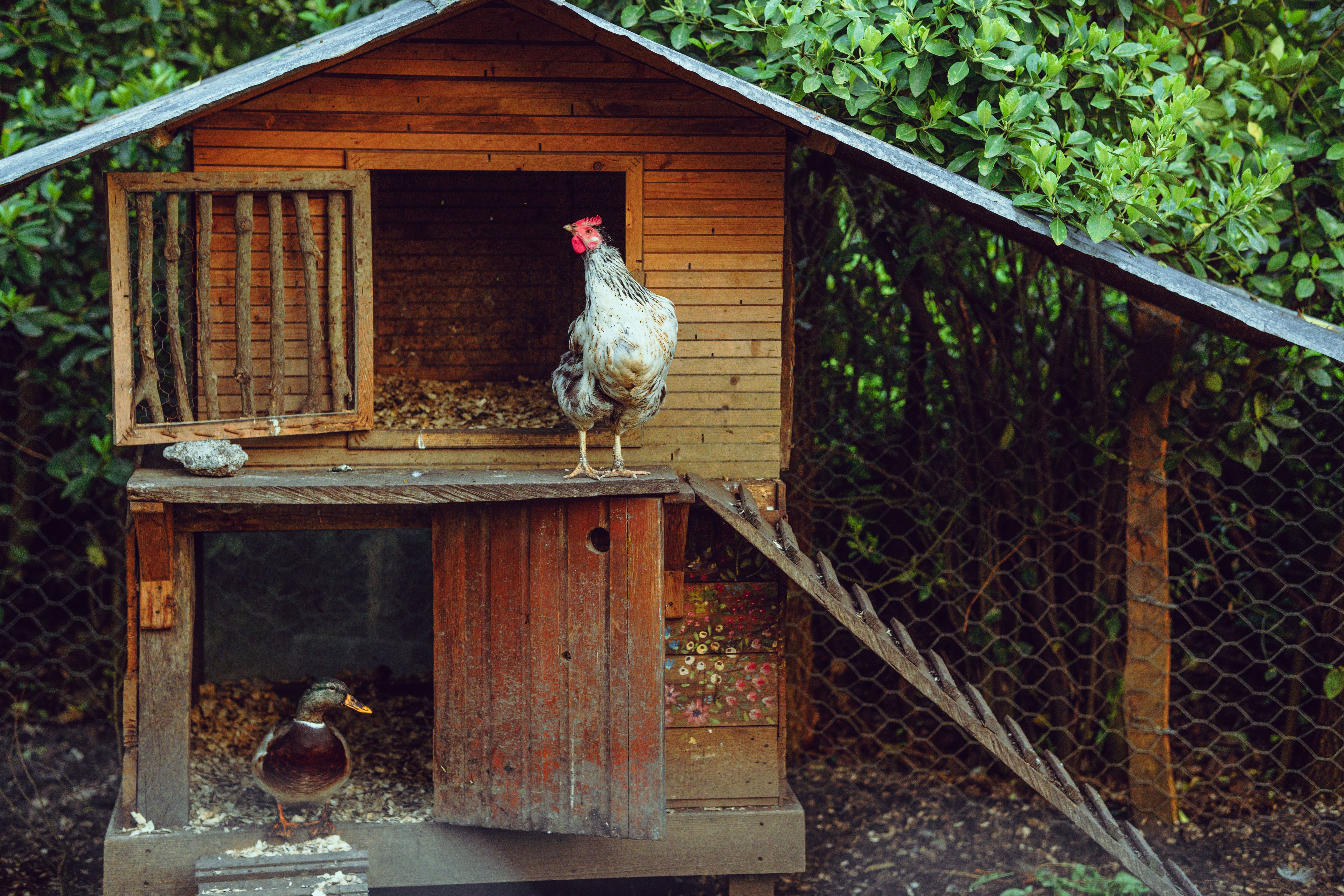 Best Chicken Coop for Beginners (2026)