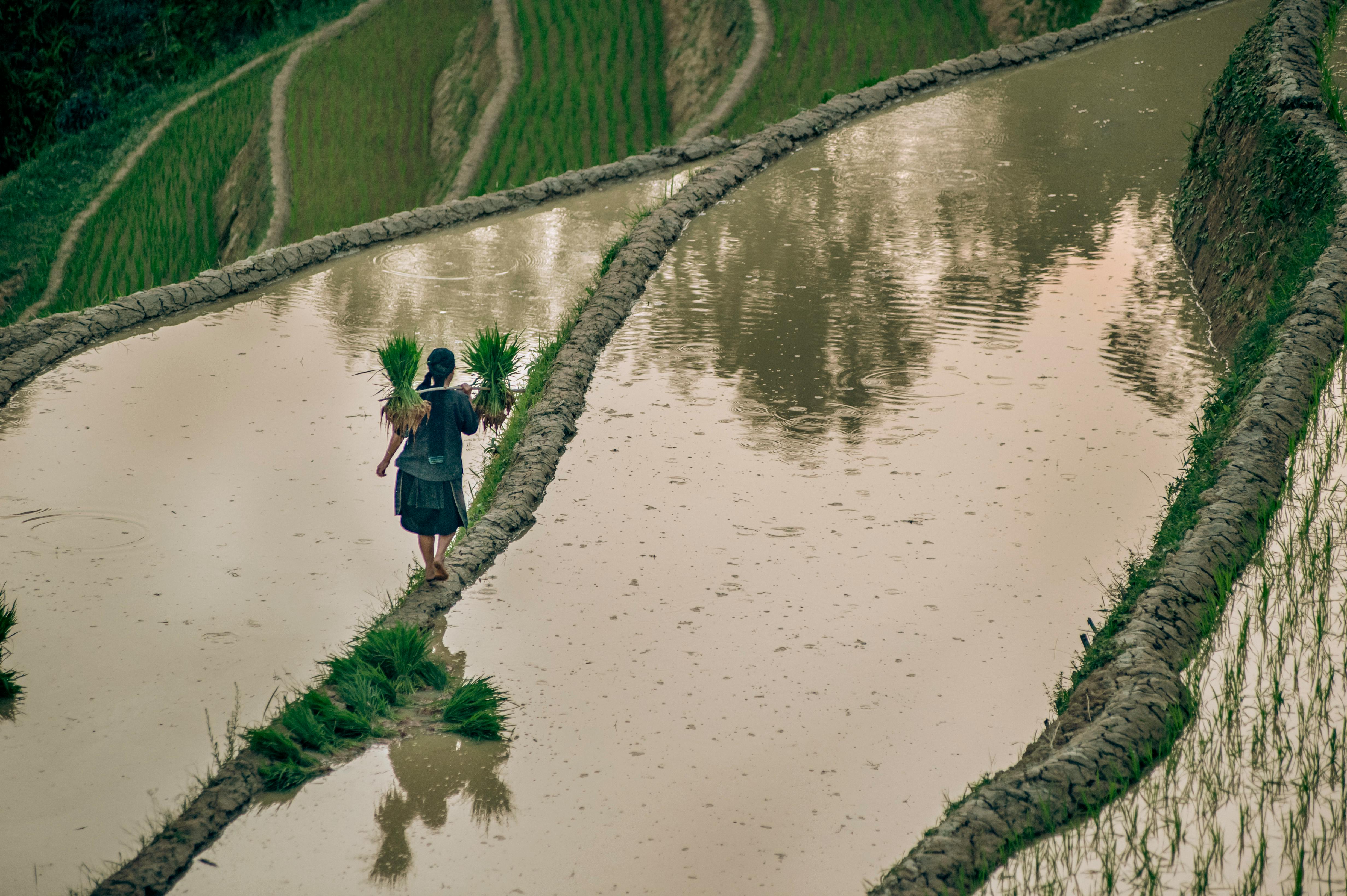 Zadarmo Farmár sa stará o ryžové terasy v Hà Giang vo Vietname a predstavuje tradičné poľnohospodárstvo v pokojnej krajine. Fotka z fotobanky