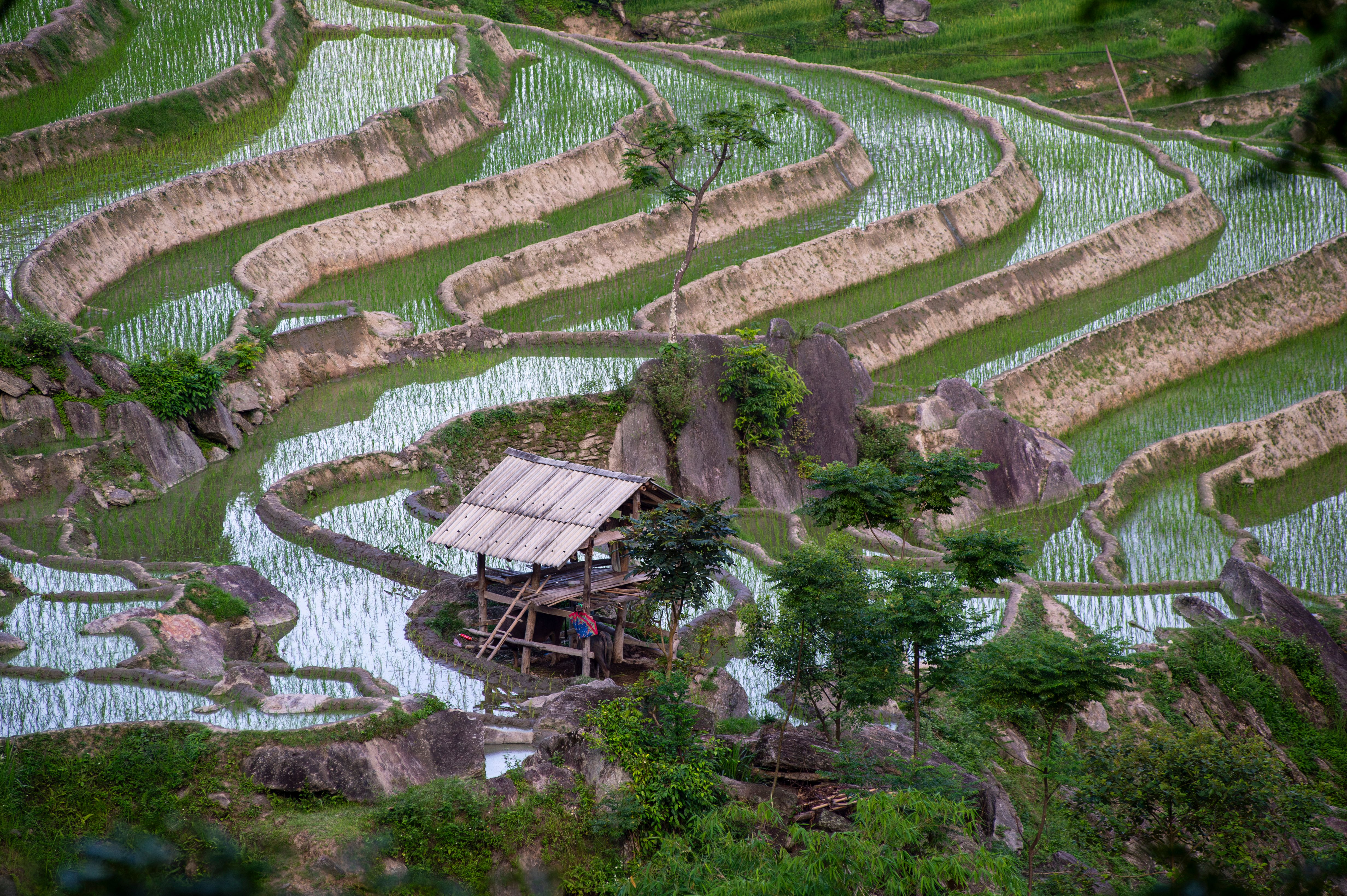 Scenic Rice Terraces in Hà Giang, Vietnam · Free Stock Photo