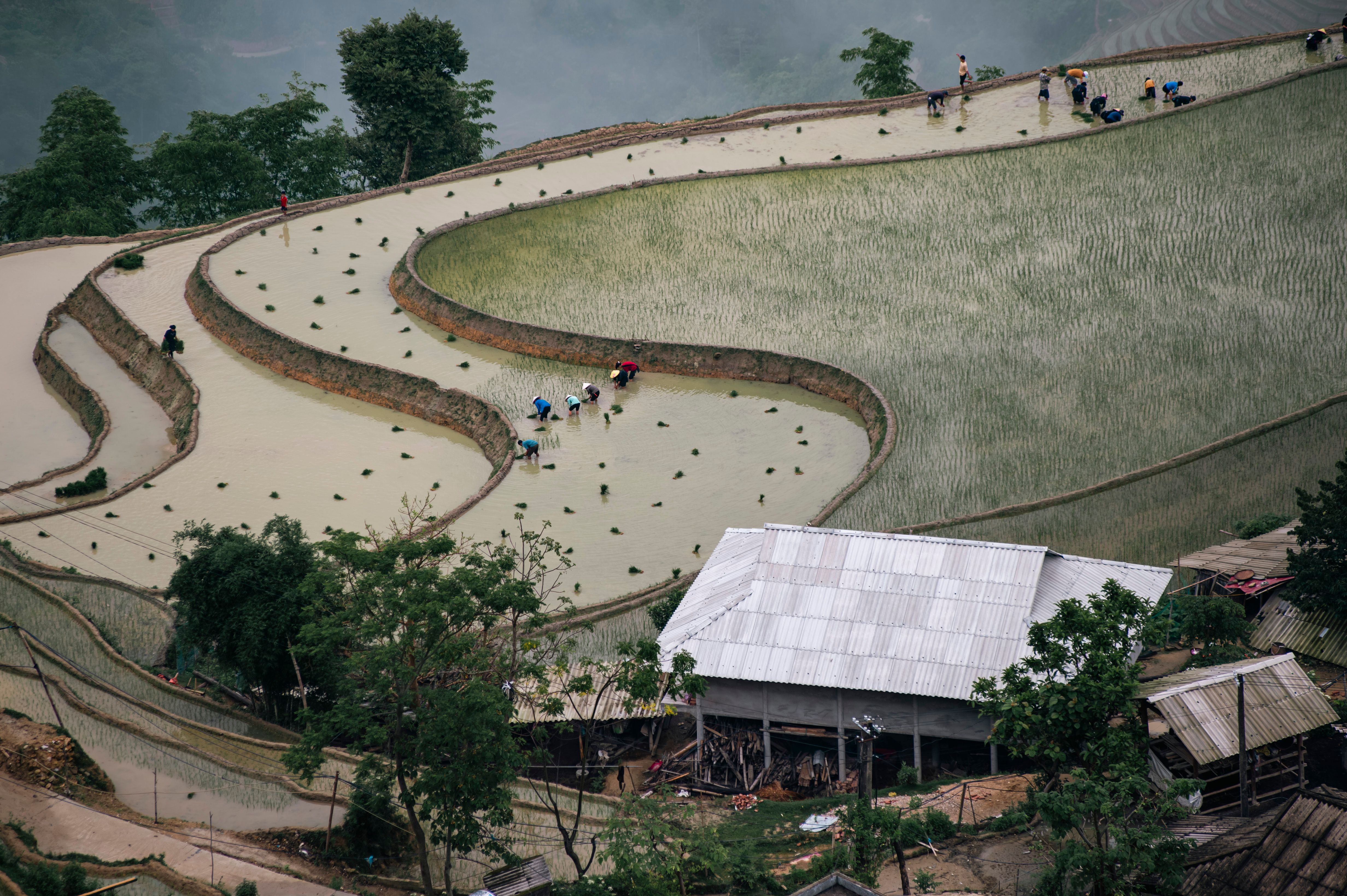 Stunning Aerial View of Rice Terraces in Hà Giang · Free Stock Photo