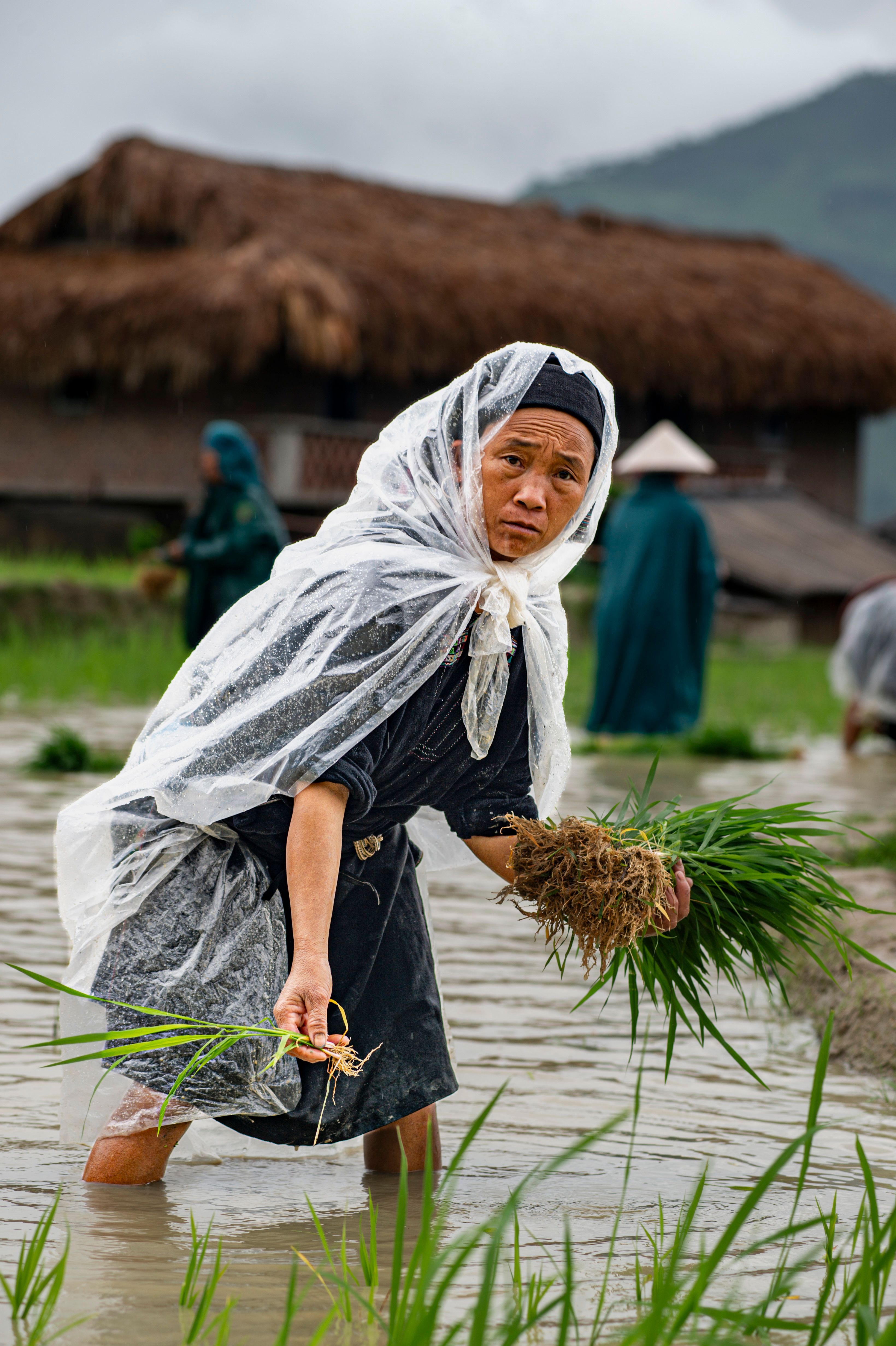 Ethnic Farmer Working in Rice Fields of Hà Giang · Free Stock Photo