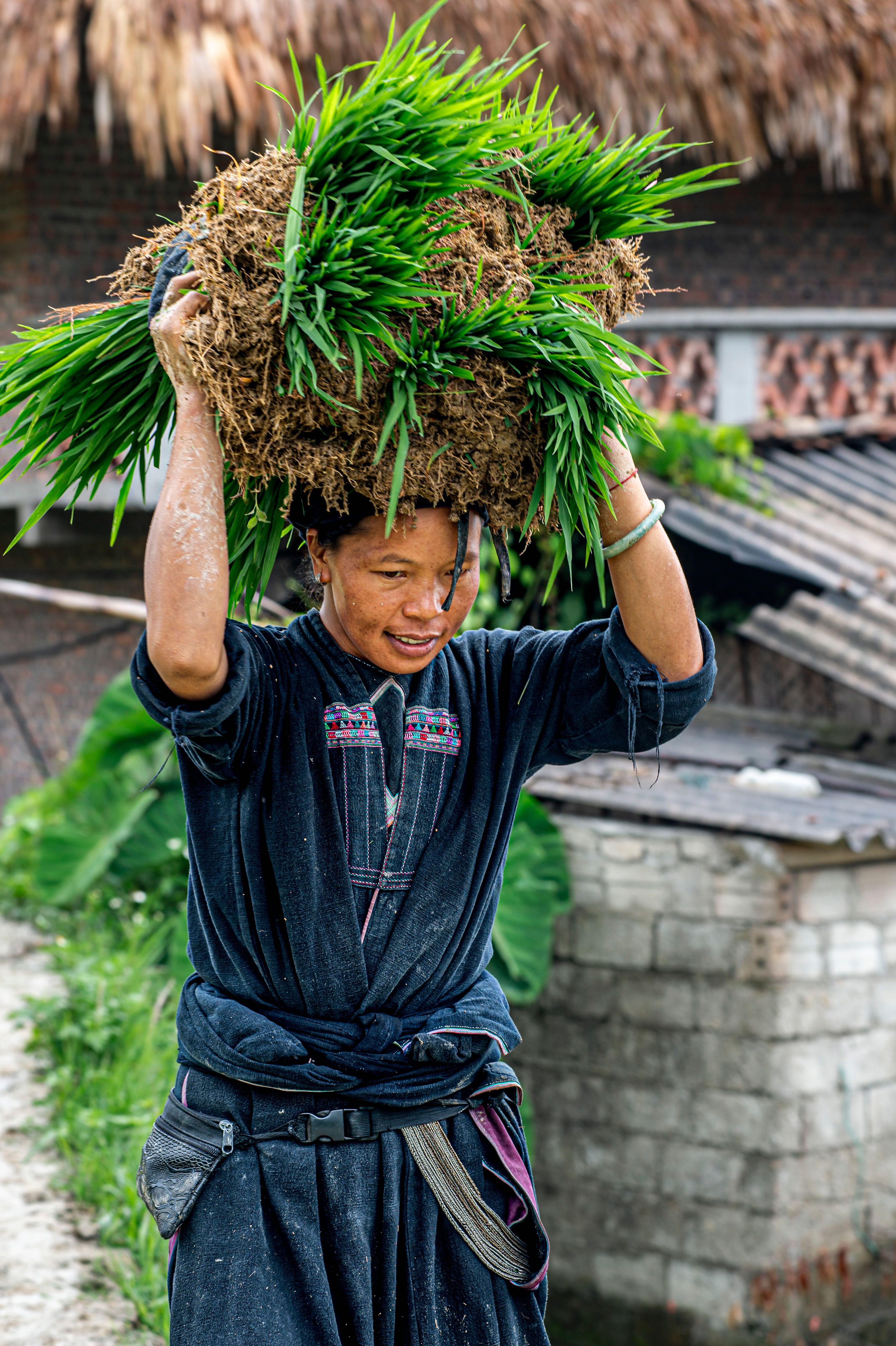 La Chi Farmer Carrying Rice Bundle in Vietnam · Free Stock Photo