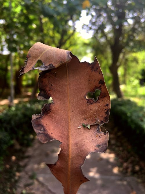 天性, 枯葉, 秋季 的 免費圖庫相片