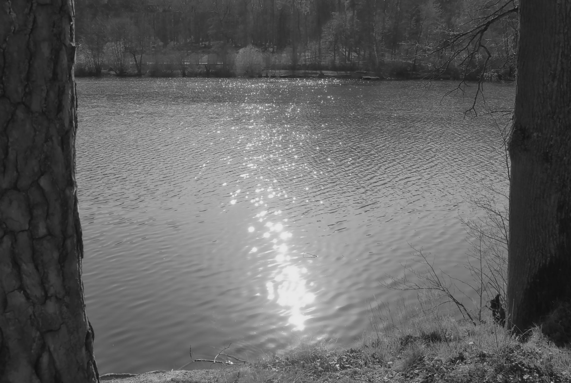 Black and white view of a lake with trees and sunlight reflection.