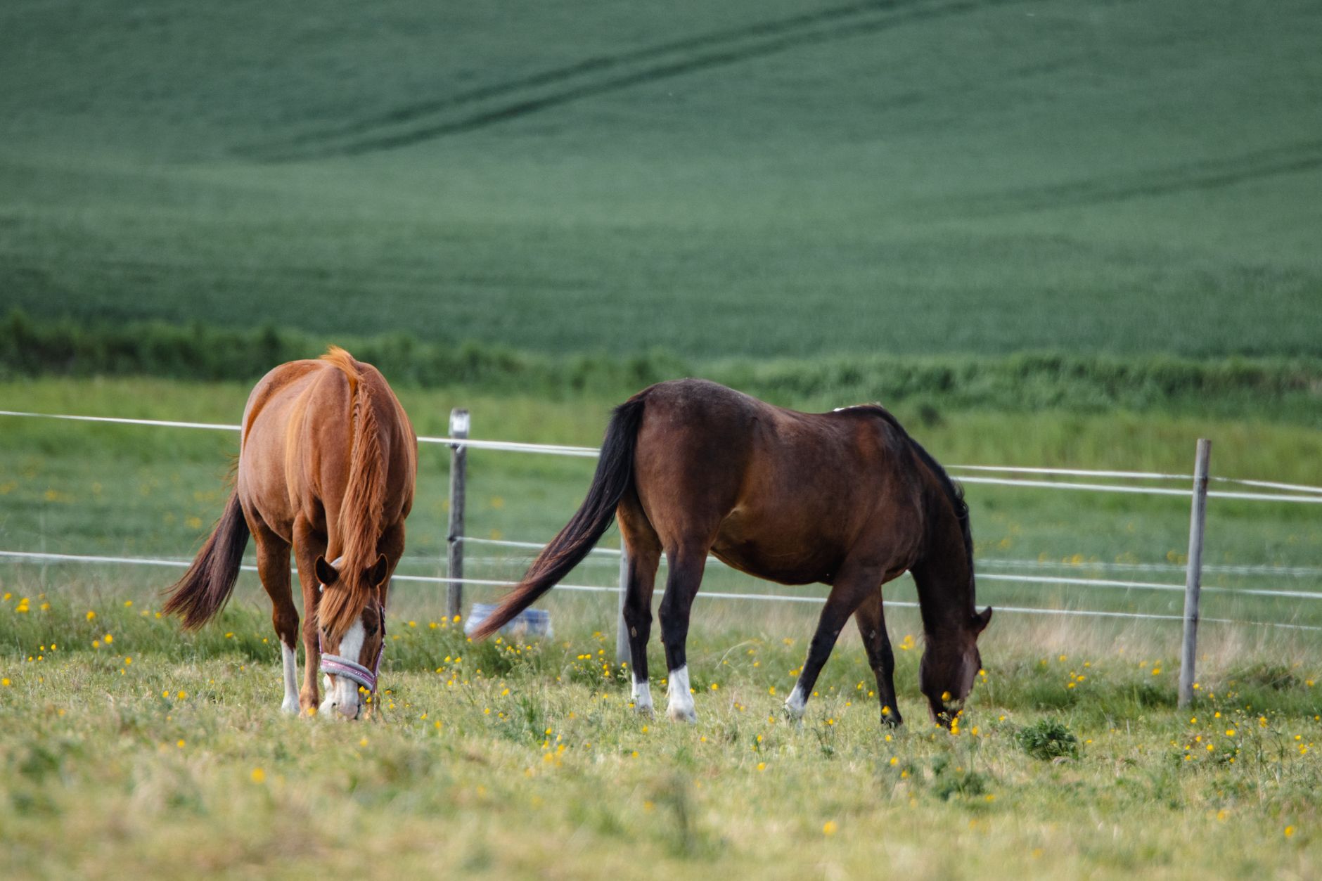전세자금대출 조건|2025년 최신 정보 확인 9 Two brown horses graze in a lush summer pasture in Jönköping, Sweden.