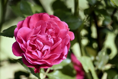 Free Beautiful close-up of a vibrant pink rose blooming in a garden setting. Stock Photo