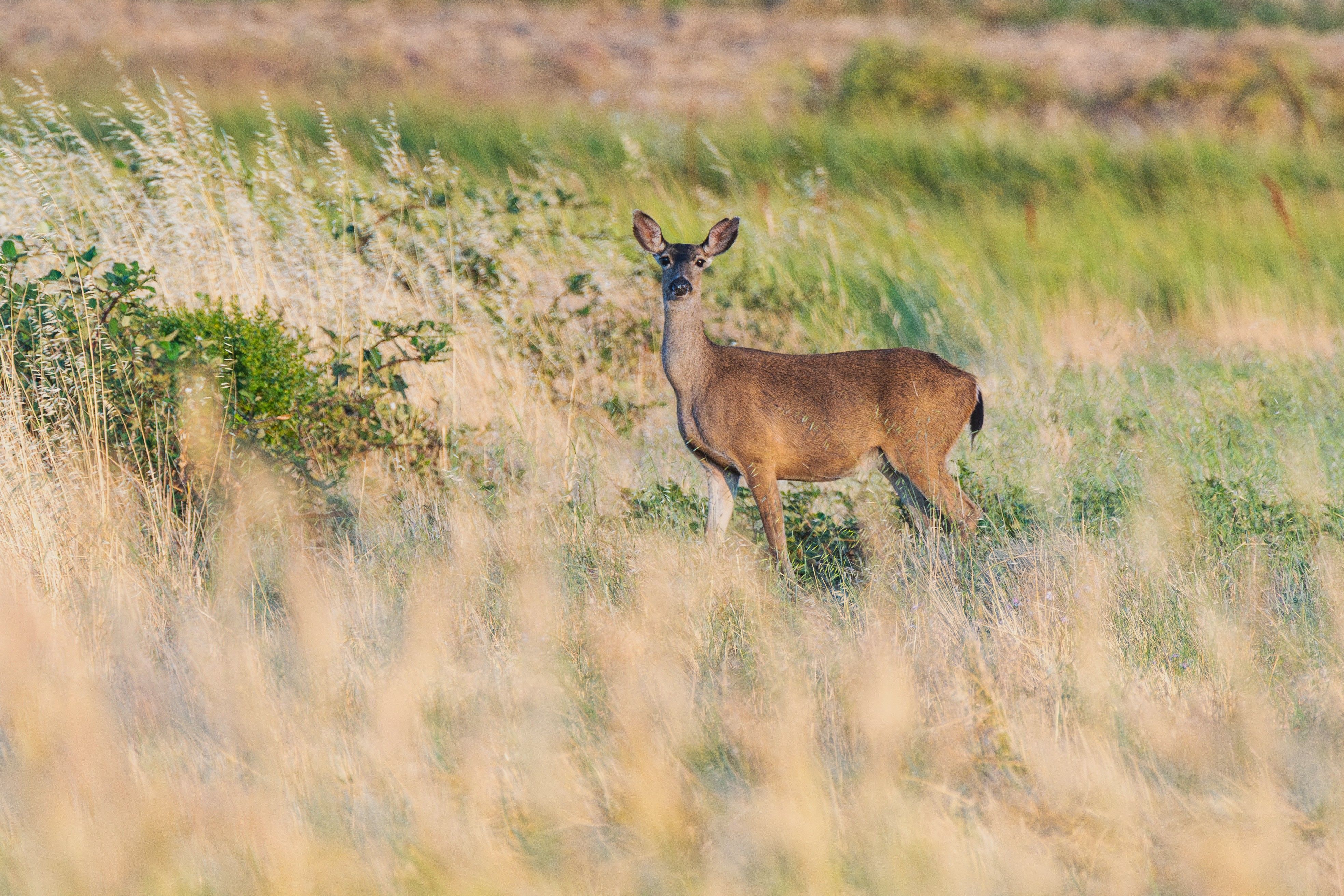 Foto de stock gratuita sobre al aire libre, alerta, amable, animal ...