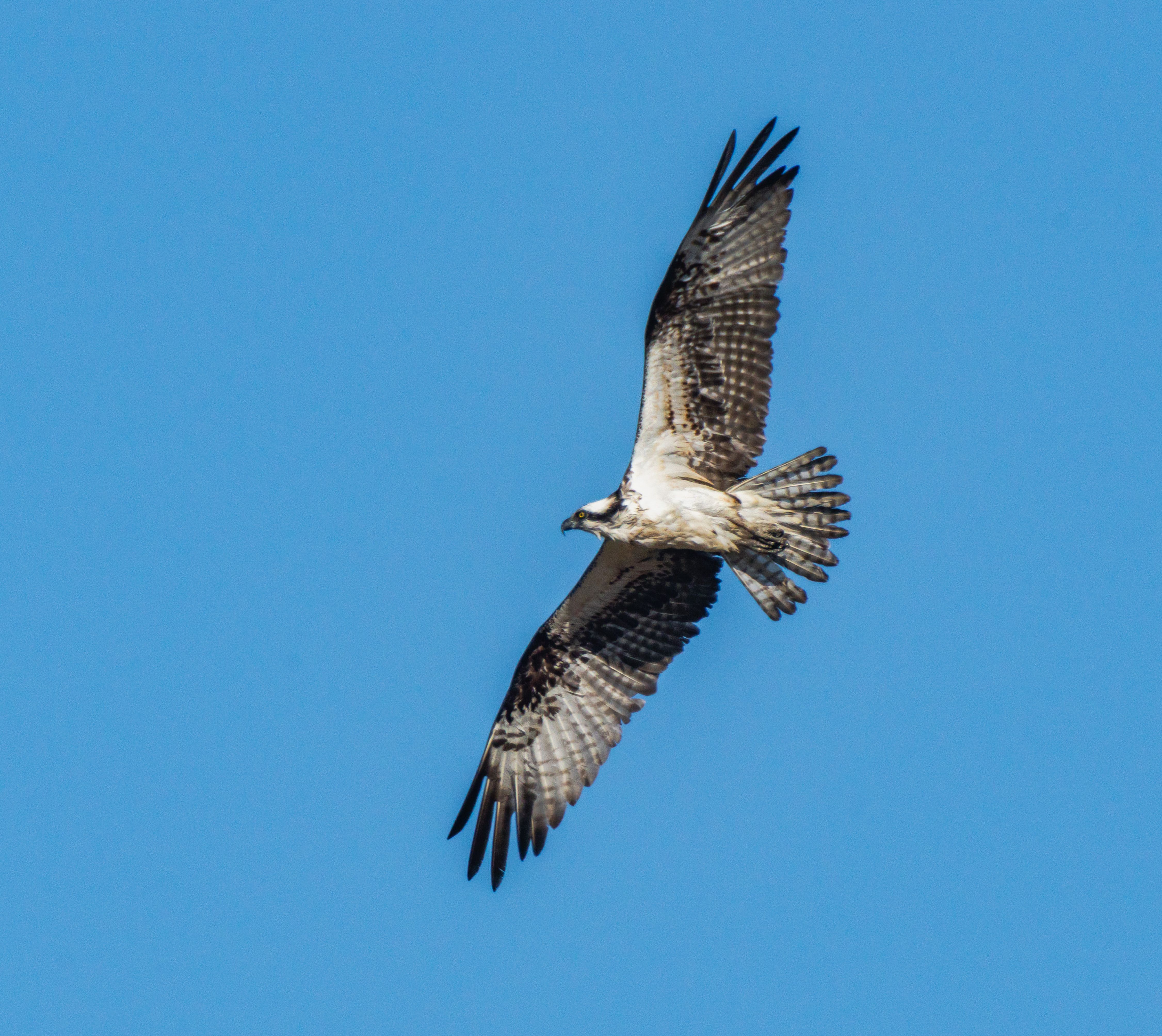 Majestic Osprey Soaring in Clear Blue Sky · Free Stock Photo