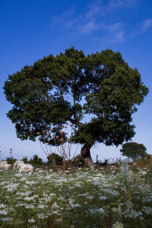 Free A solitary oak tree stands in a peaceful meadow under a clear blue sky. Stock Photo