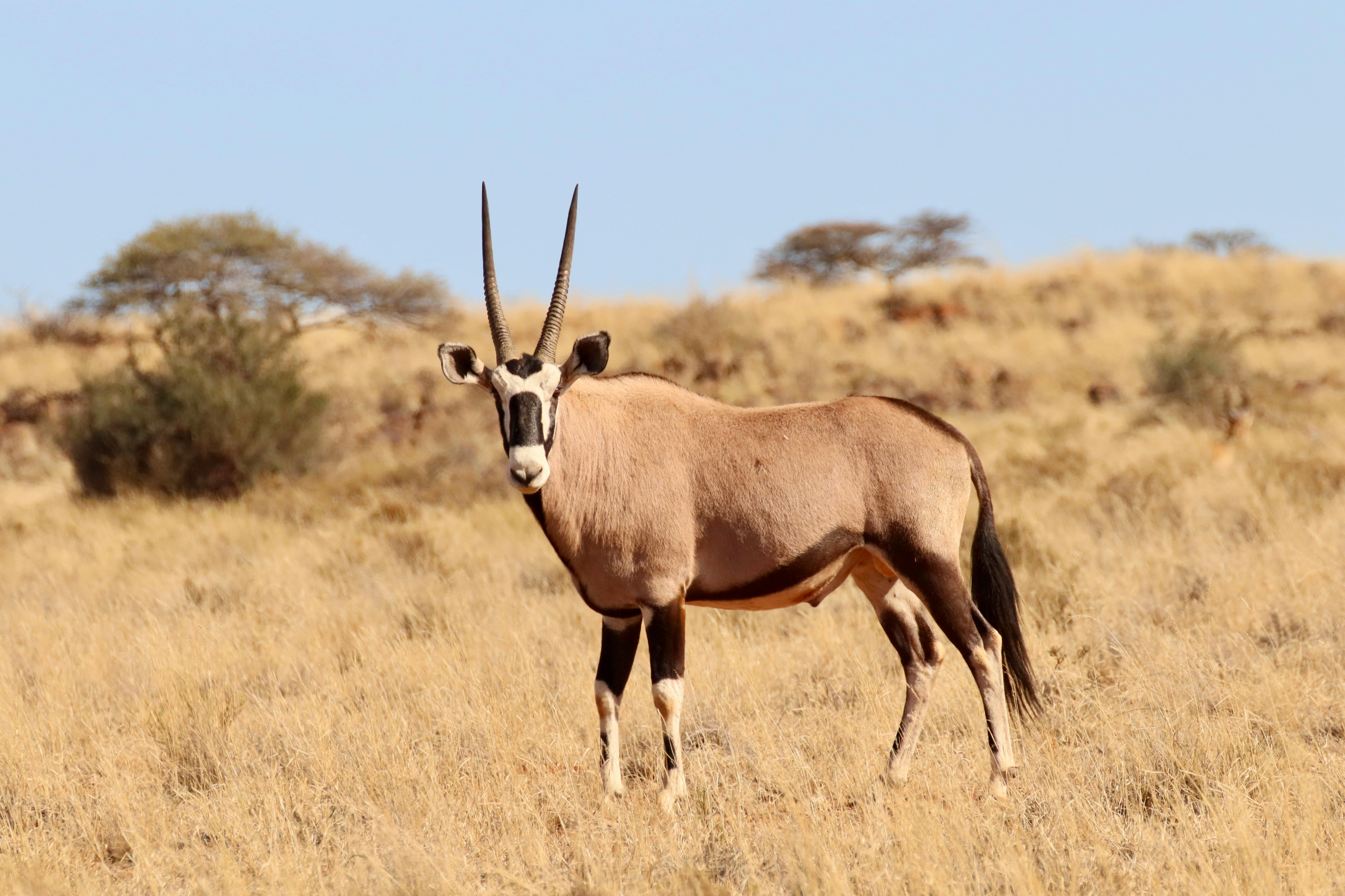 Un oryx (Oryx gazella) majestueux se tenant dans les prairies dorées du désert de Namibie, illustrant l'adaptation de la faune au Désert Kalahari.