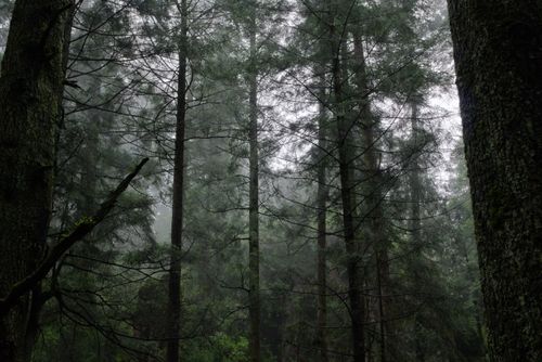 Free A serene forest scene featuring tall trees enveloped in mystical mist, creating a tranquil atmosphere. Stock Photo
