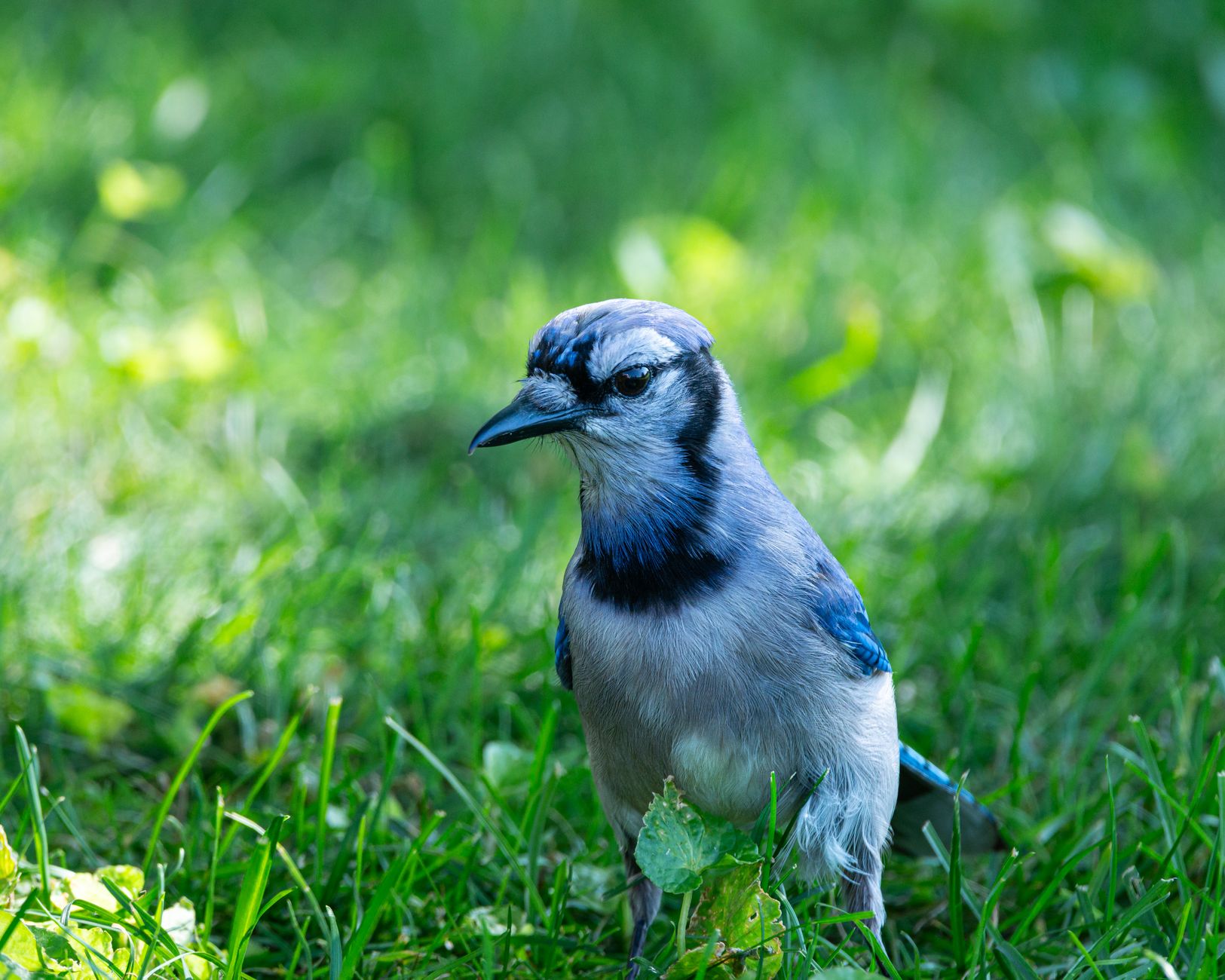 Vivid image of a Blue Jay on lush green grass, showcasing its striking plumage.