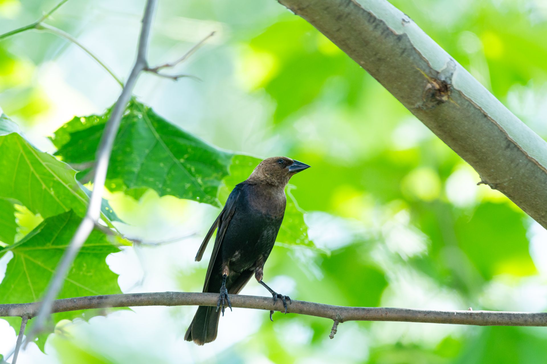 A Brown-headed Cowbird sits on a branch amidst green foliage in Canonsburg, Pennsylvania.