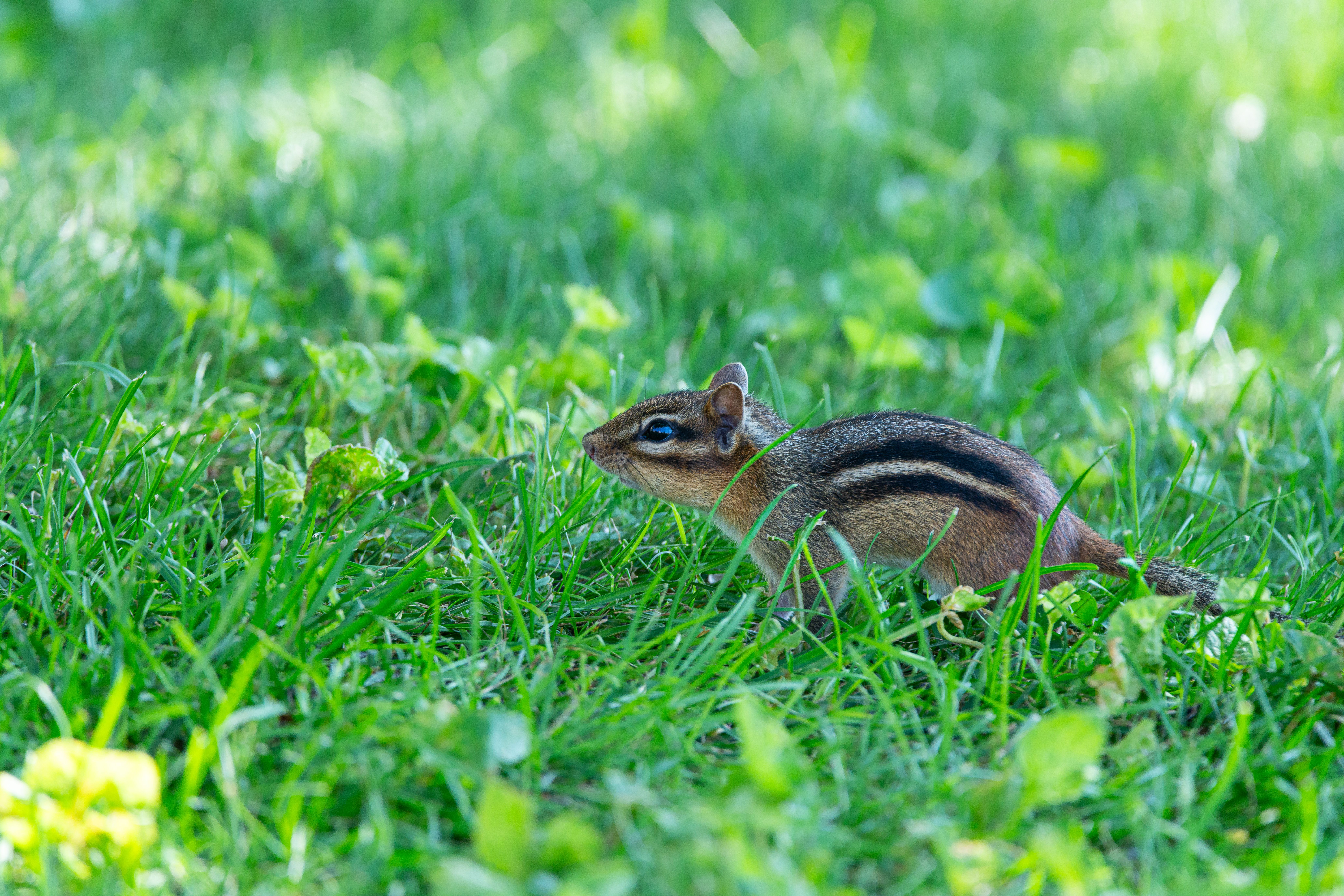 Eastern Chipmunk in a Pennsylvania Garden · Free Stock Photo