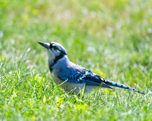 Free A vivid blue jay perches in a grassy field, showcasing its vibrant plumage under the sun. Stock Photo