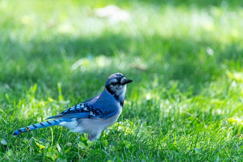 Free A vibrant blue jay stands in bright green grass, captured outdoors in Pennsylvania. Stock Photo