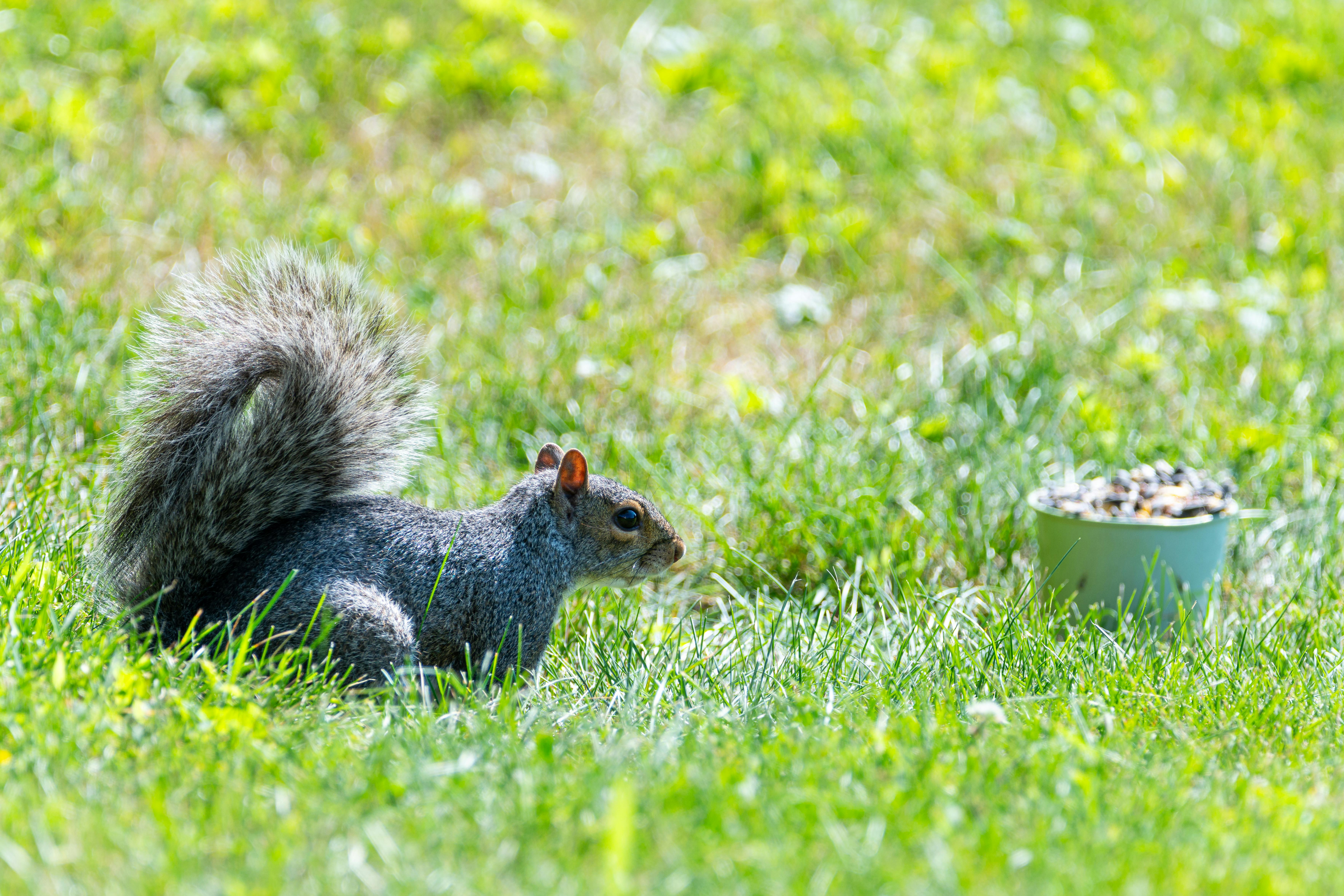 Free stock photo of brown squirrel, squirel