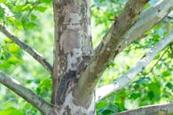 Eastern Gray Squirrel Perched on a Tree in Spring