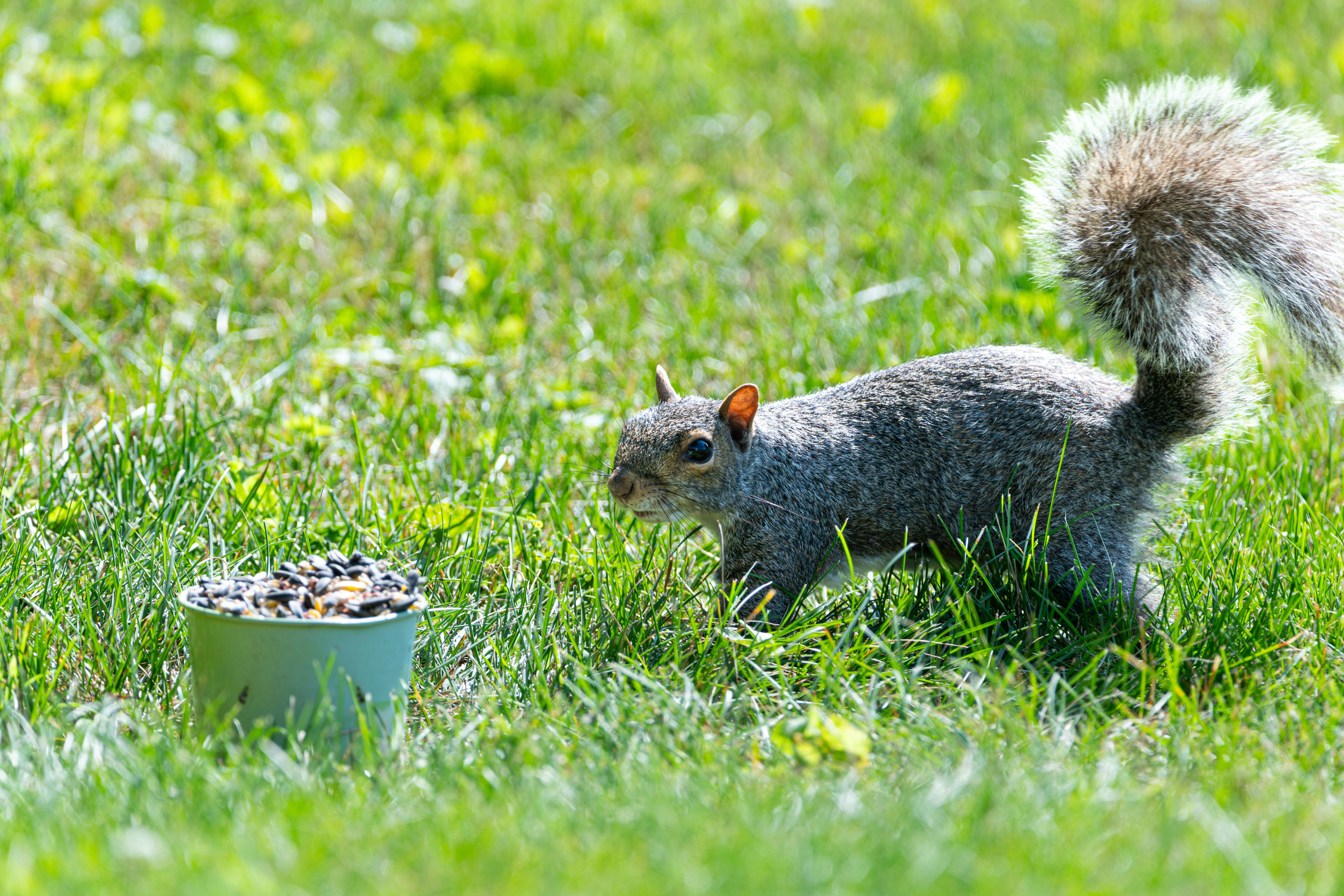 What Other Guides Miss: Common Mistakes to Avoid - lawn care tips lawn care