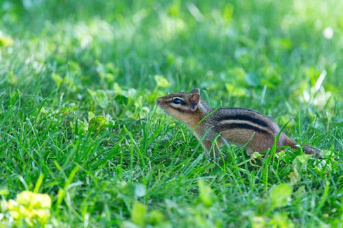 Free A chipmunk foraging in the lush green grass on a sunny day in Canonsburg, Pennsylvania. Stock Photo