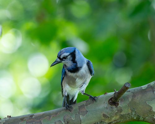 Free A vivid blue jay bird rests on a tree branch against a lush green backdrop. Stock Photo