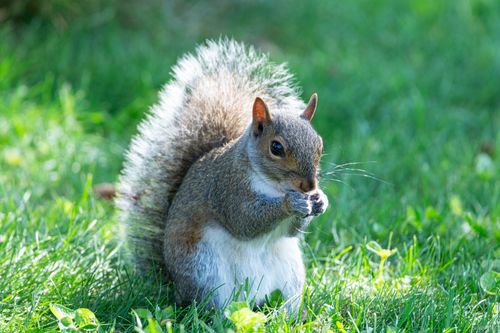Free Close-up of an eastern grey squirrel eating in a grassy area in Canonsburg, Pennsylvania. Stock Photo