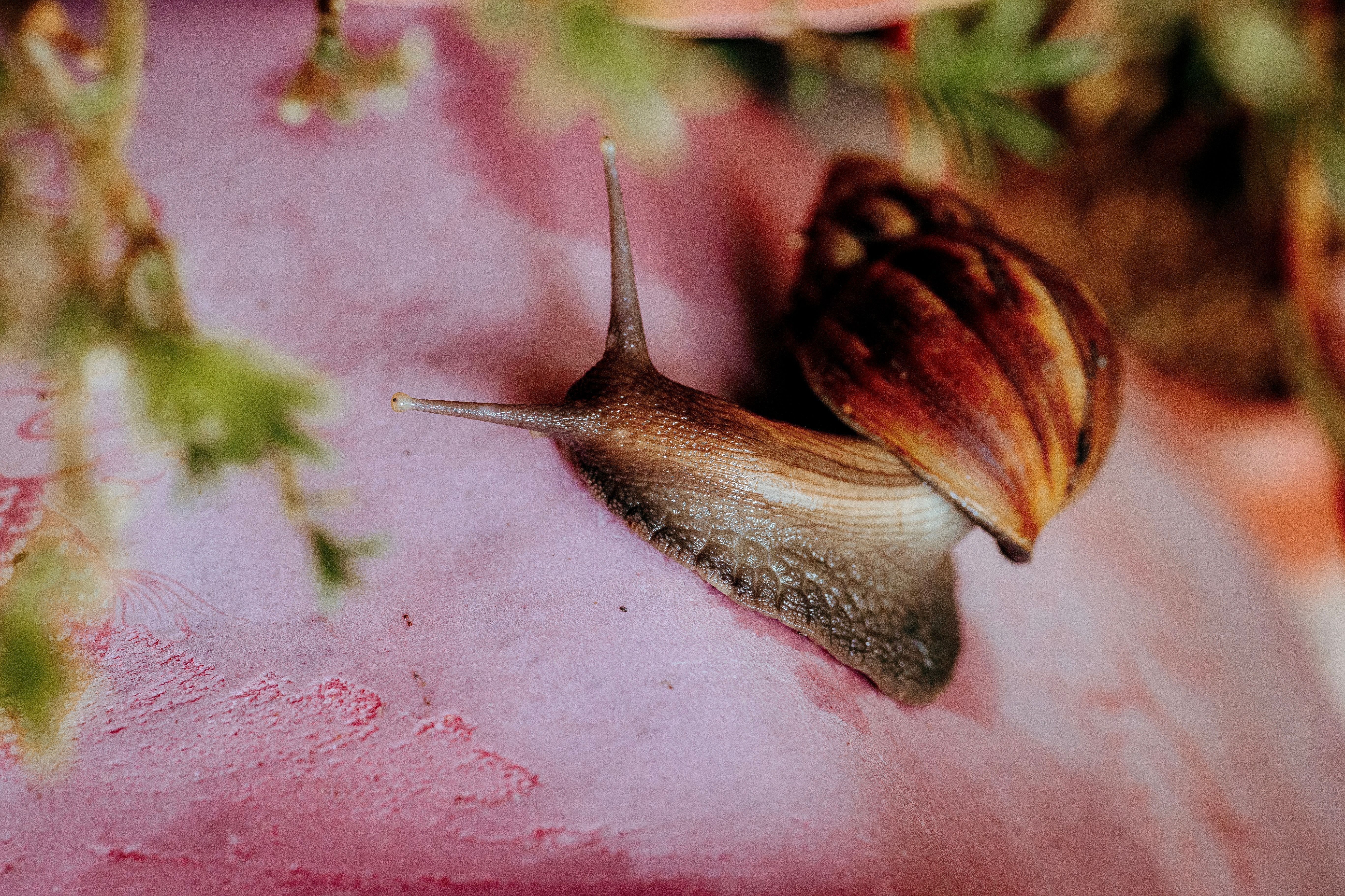 Close-up of Snail on Pink Surface with Foliage · Free Stock Photo