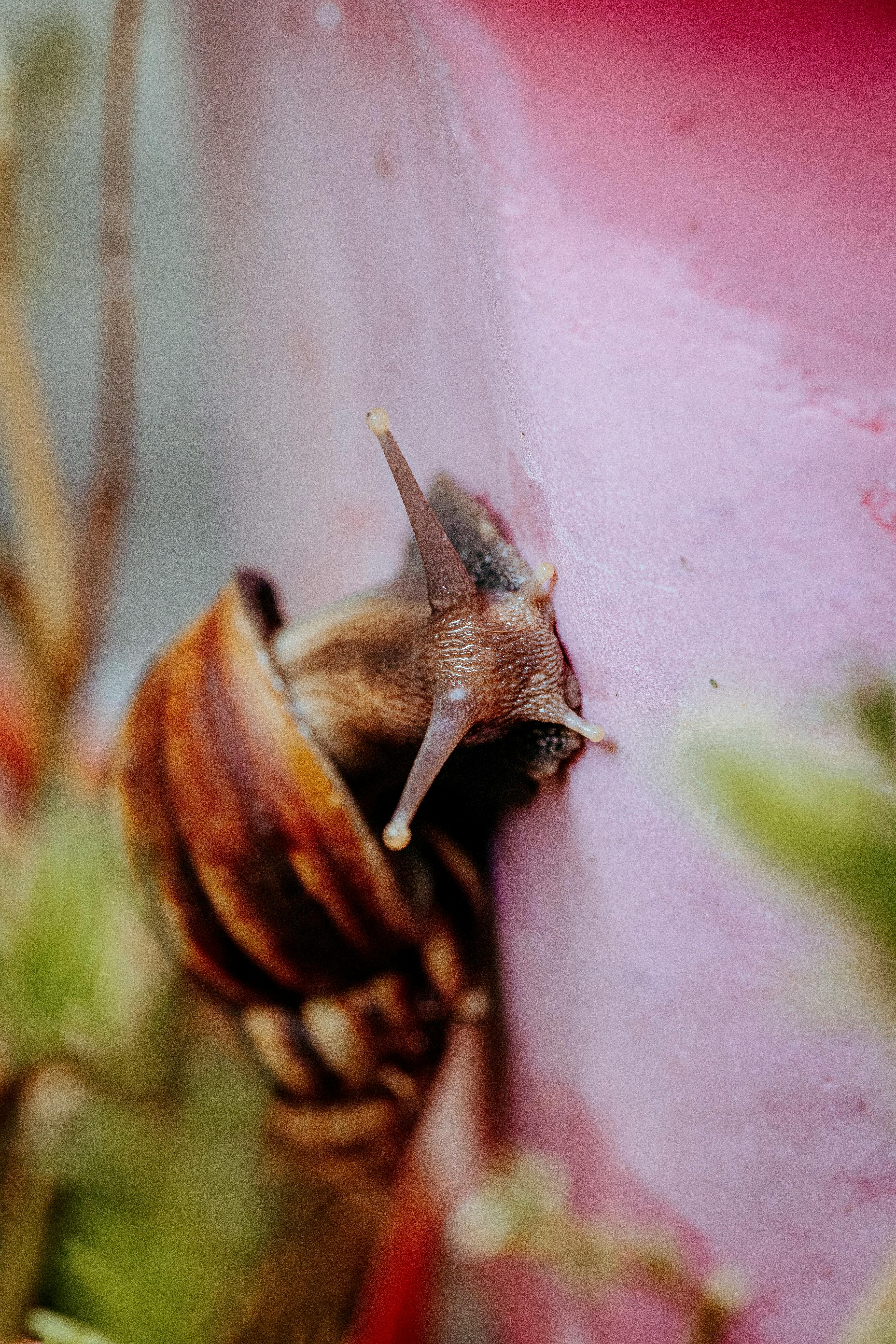 Close-up of Snail on Pink Surface Outdoors · Free Stock Photo