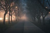 夜晚的街道雾气弥漫，绿树成荫的人行道旁路灯发光