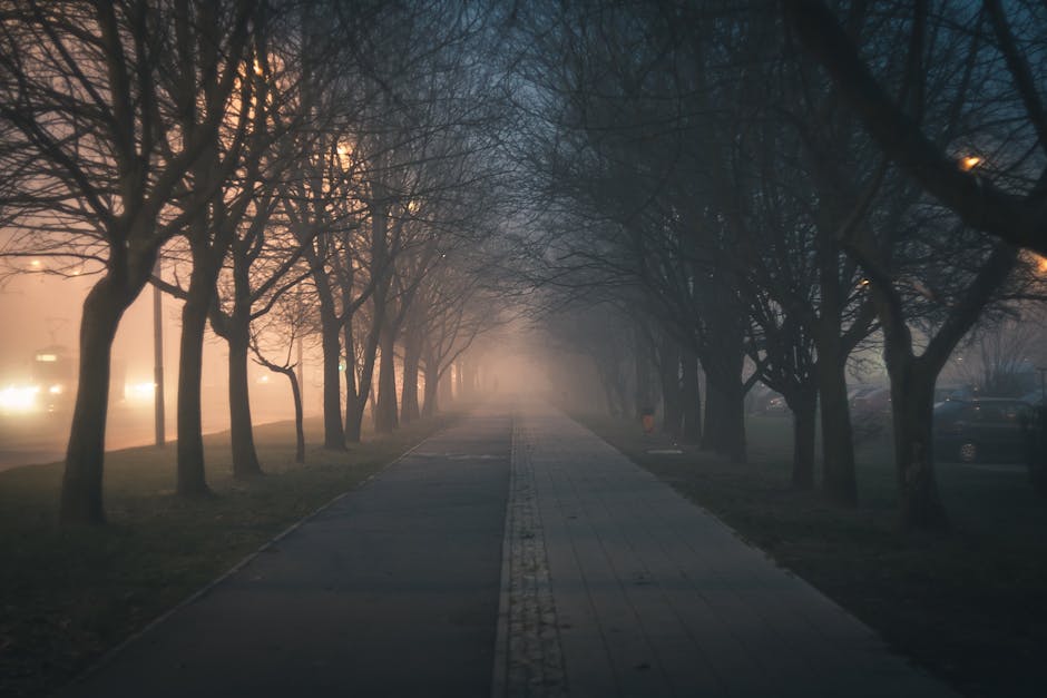 Road Amidst Bare Trees