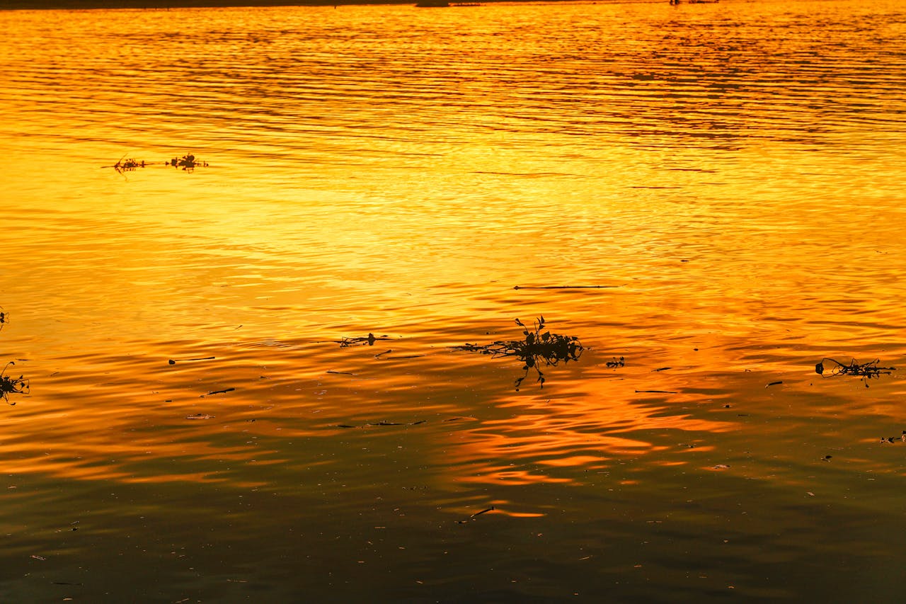 Hướng dẫn chăm sóc móng chân cho mèo