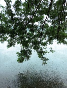 Peaceful view of raindrops falling on a body of water under lush green branches in Pirojpur, Bangladesh.