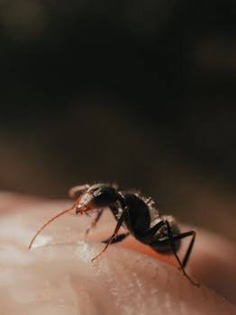 Close-up view of a black ant crawling on human skin, detailed texture and lighting.