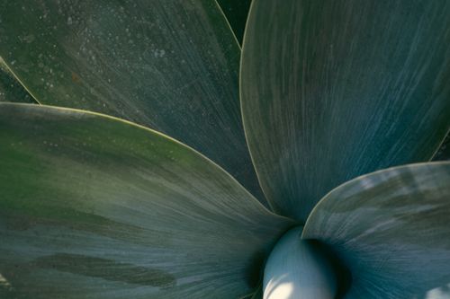 Free Detailed close-up of a succulent showcasing its green textured leaves, perfect for nature backgrounds. Stock Photo