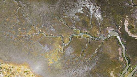 Aerial view of salt marsh creeks and channels — photo by K on Pexels