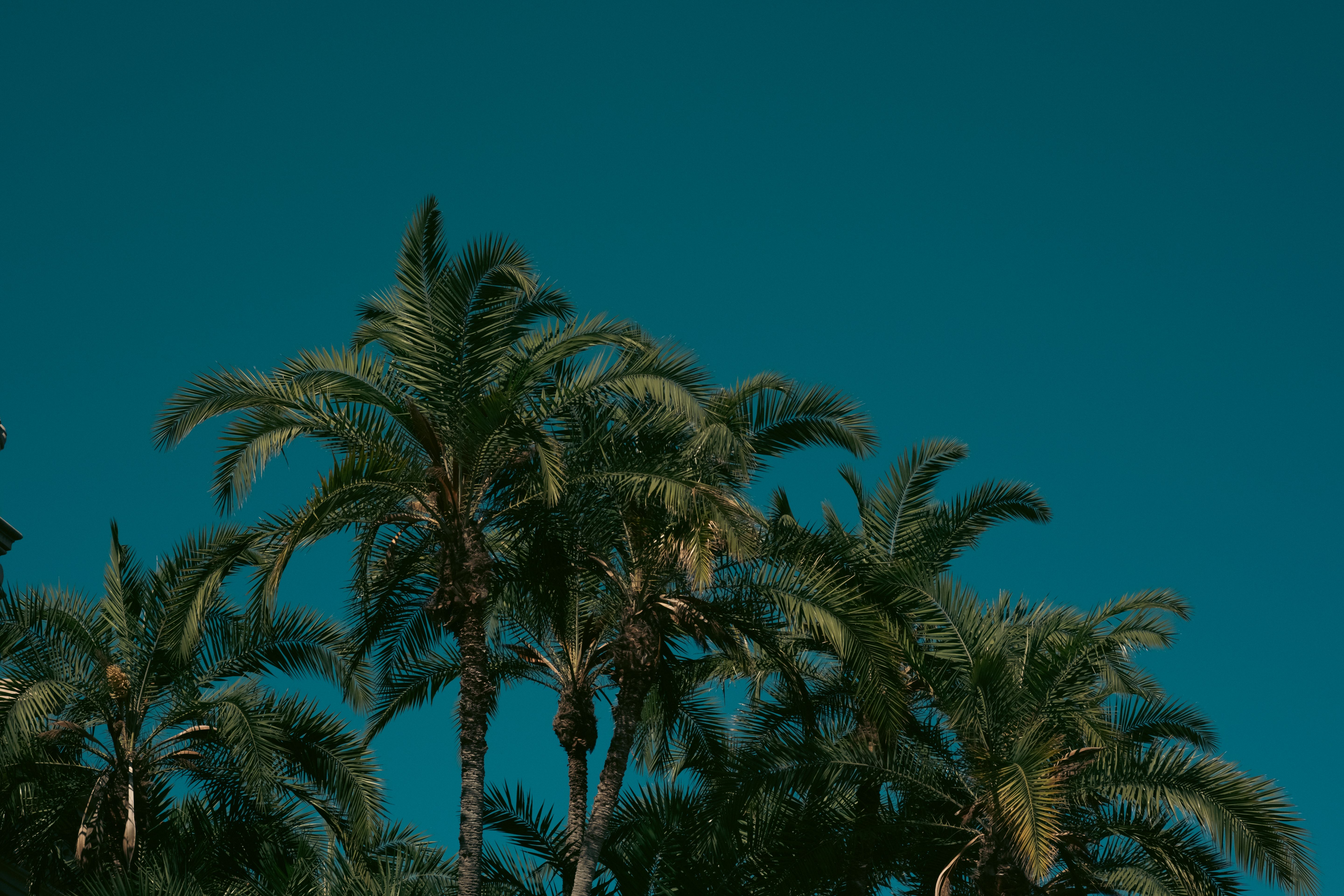 Vibrant palm trees stand tall against a deep blue sky, evoking a serene tropical vibe.