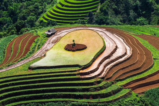 Rice Paddy Herb (Ngo Om)