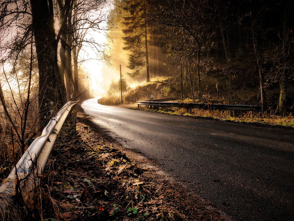 Free Forest Road druing Dawn  Stock Photo
